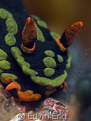 Heads On! Taken in Tenggol with Canon G9, Inon Z240 & len... by Edvin Eng 